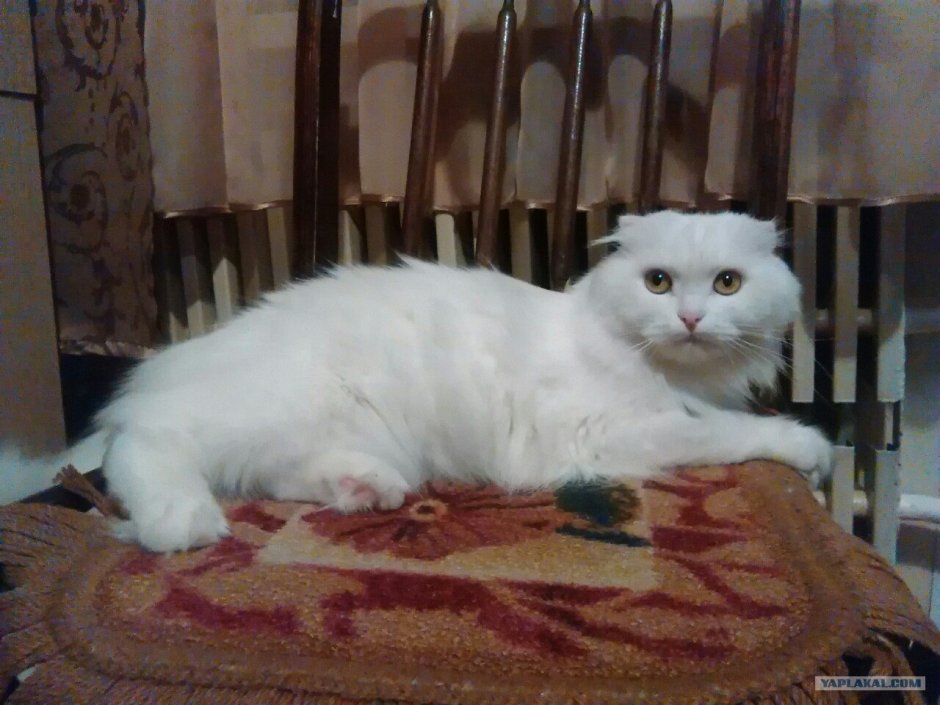 Вислоухий кот
