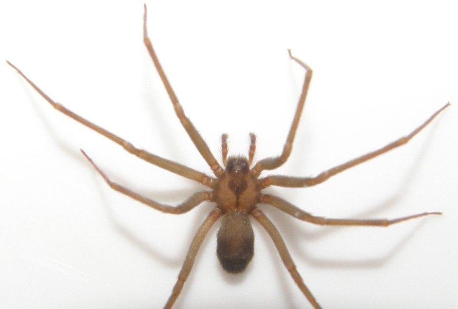 Домовый паук Tegenaria domestica