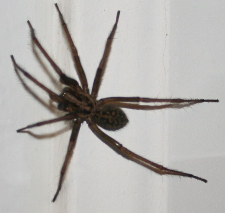 Brown Recluse Spider паук