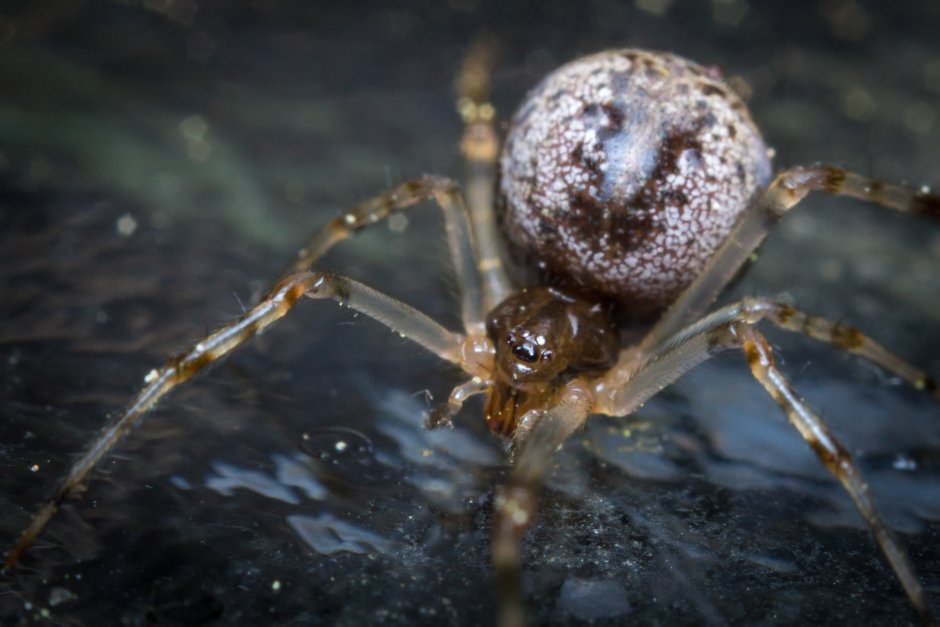 Паук Eusparassus walckenaerius