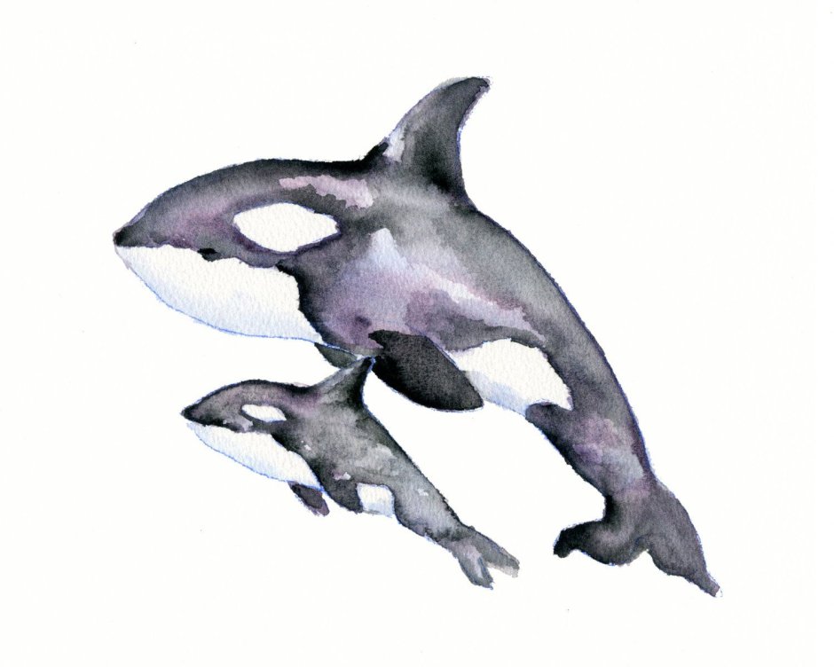 Killer Whale furry