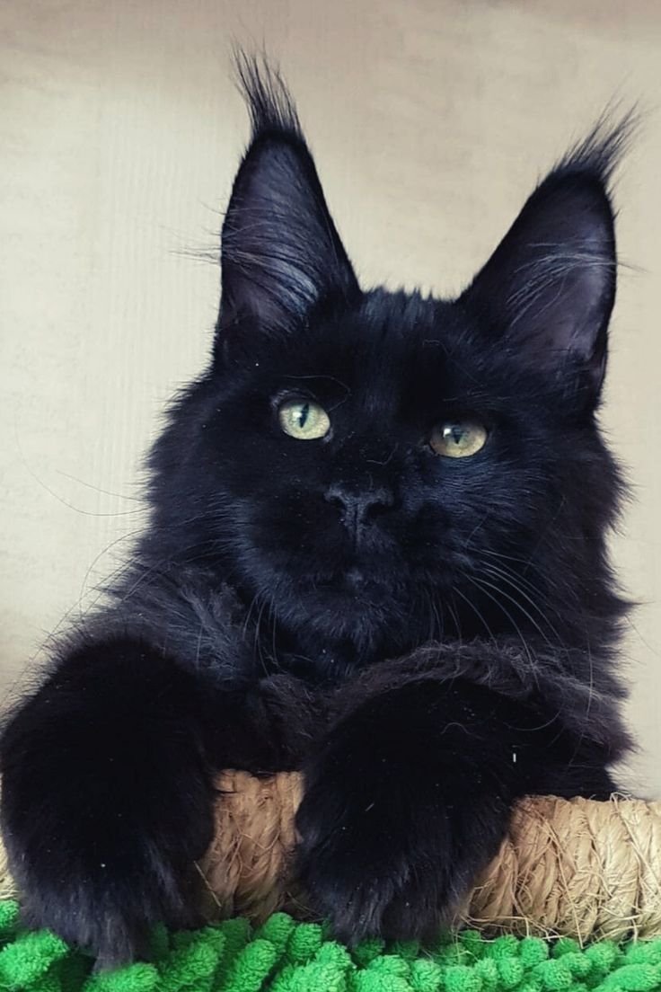 Котята Мейн кун