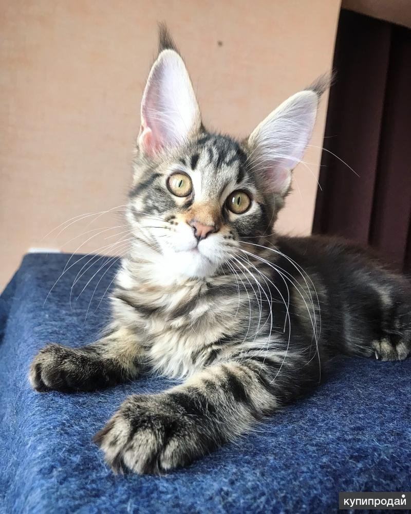 ПЭТ Мейн кун