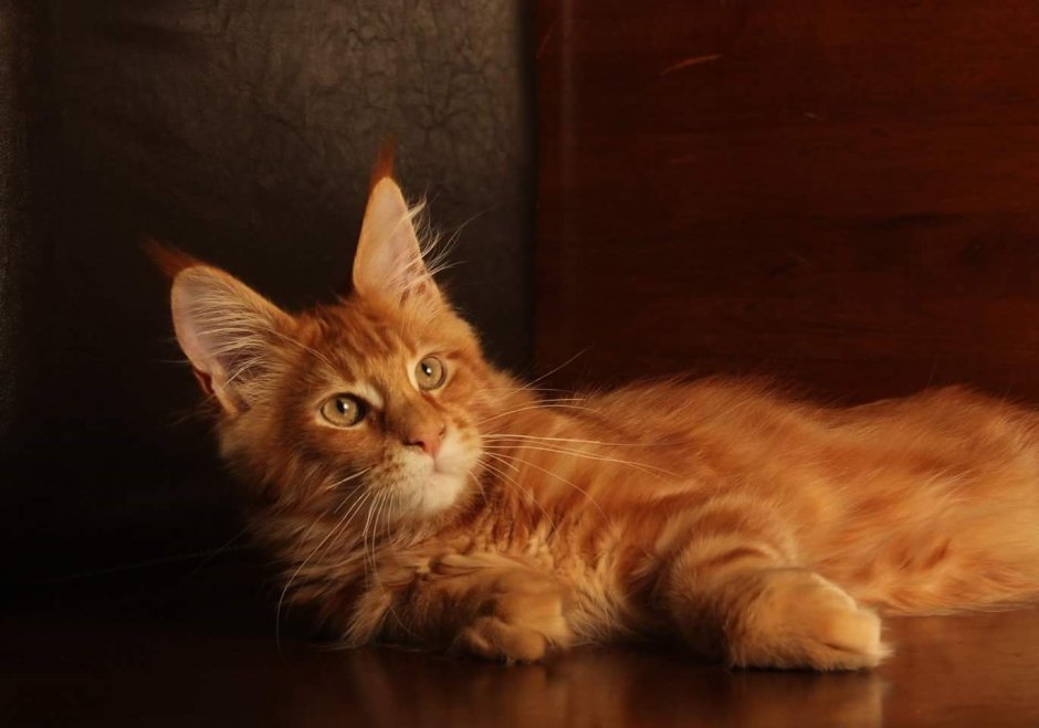 Мейн кун гладкошерстный