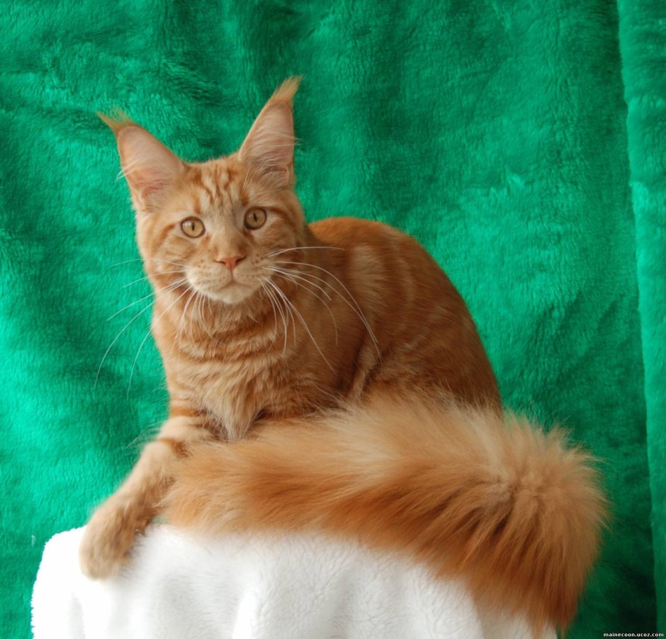 Гладкошерстный мефнкун