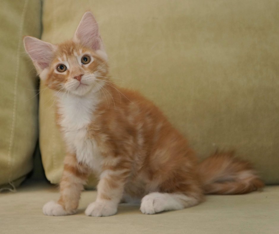 Мейн кун гладкошерстный