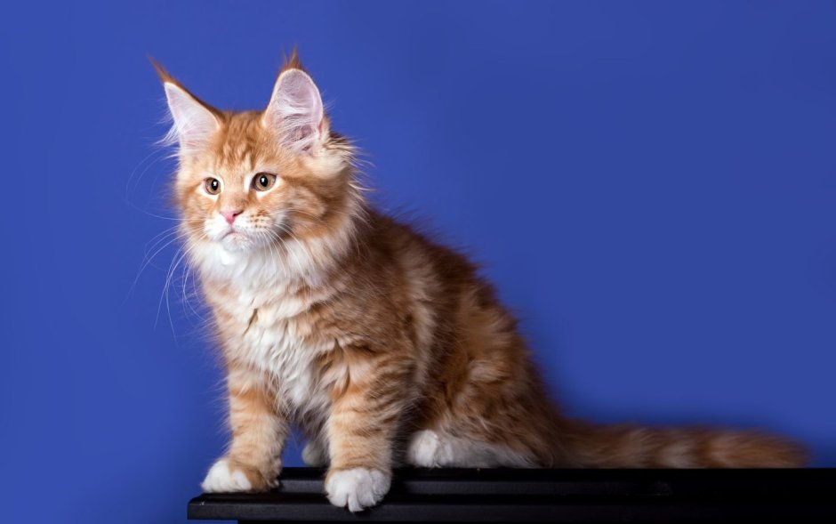 Мейн кун биколор рыжий