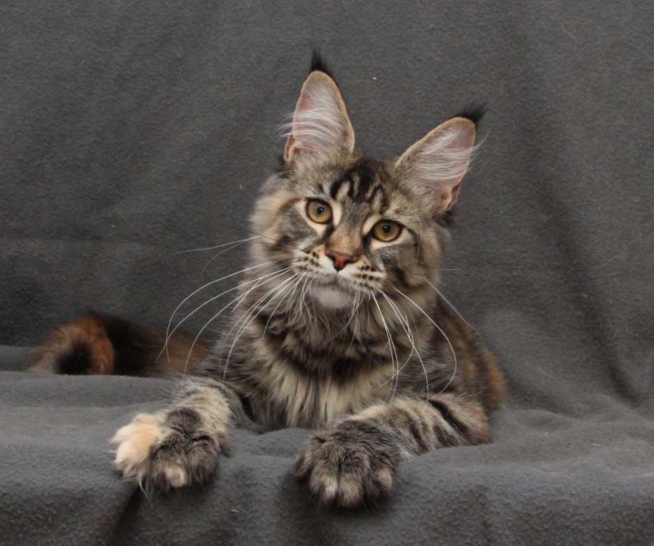 Мейн кун гладкошерстный