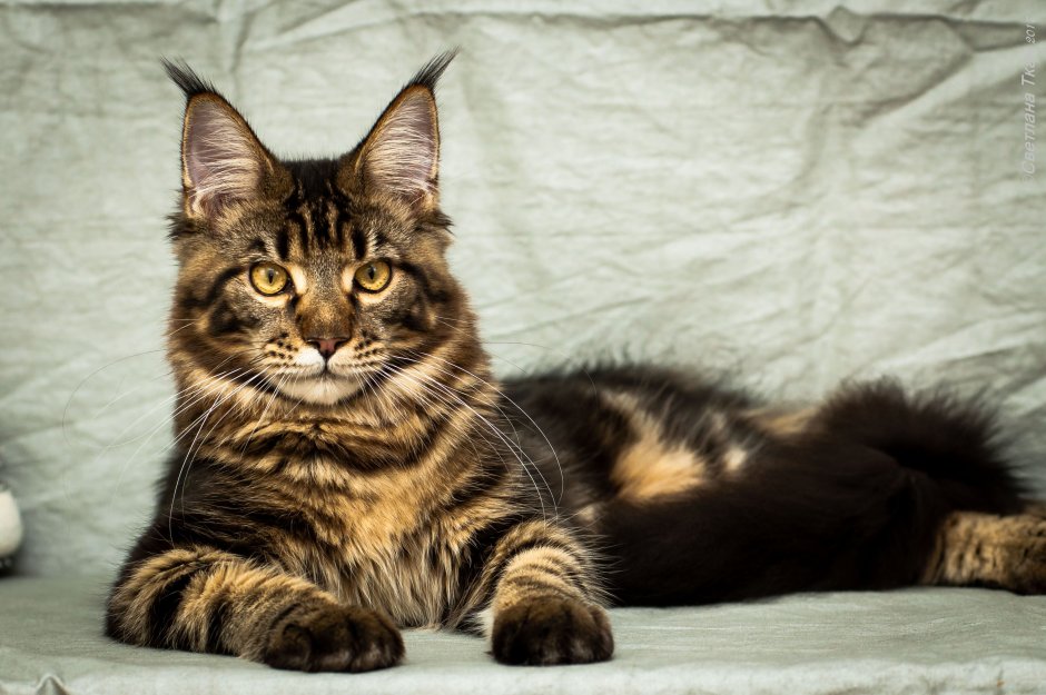 Рысь и Мейн кун