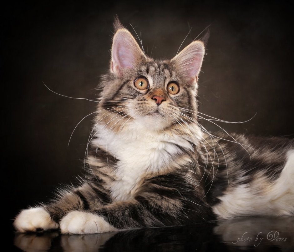 Мейн кун красный табби