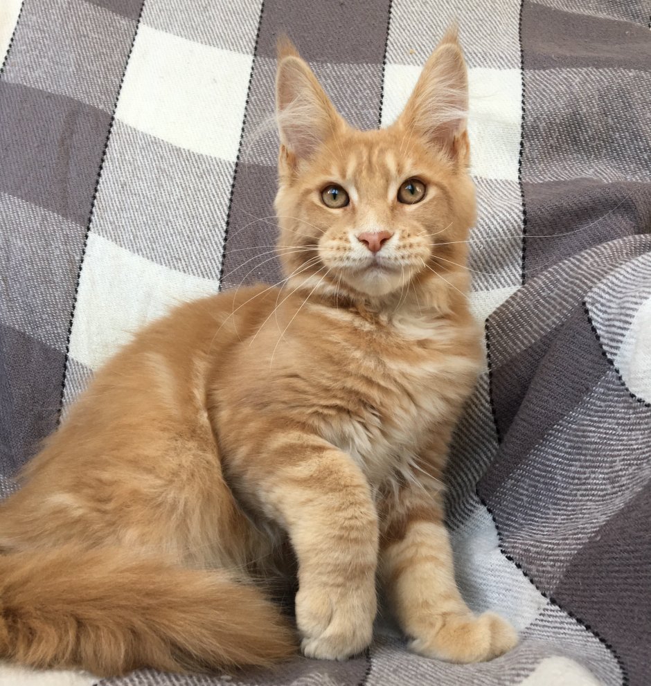 Мейн кун рыжий гладкошерстный