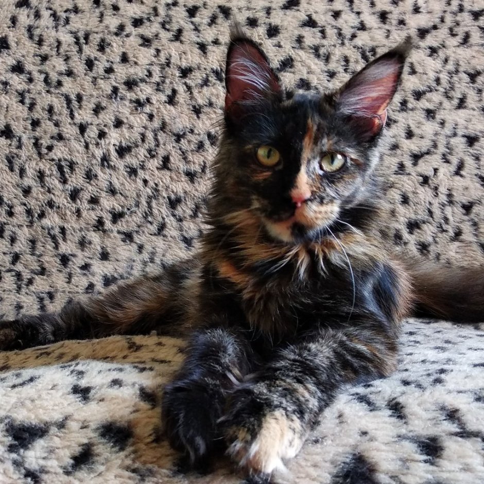 Короткошерстные Мейн куны