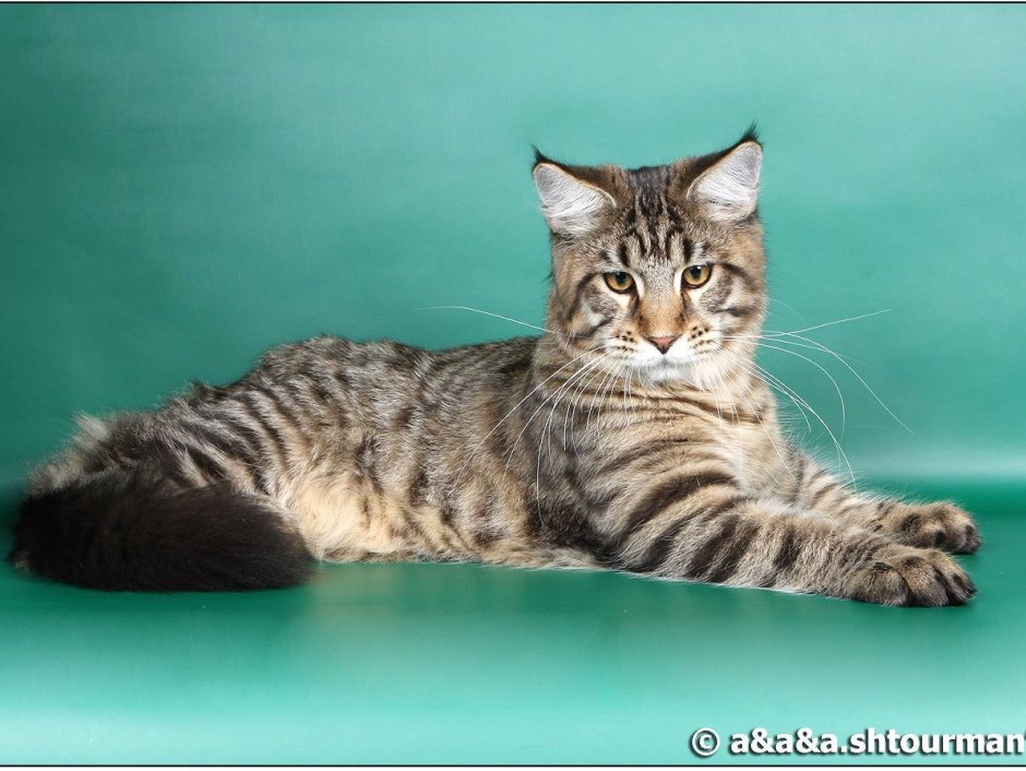 Мейн кун полосатый гладкошерстный