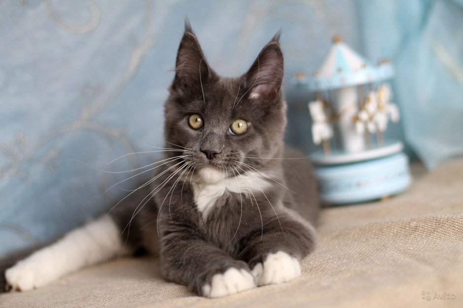 Мейн кун гладкошерстный