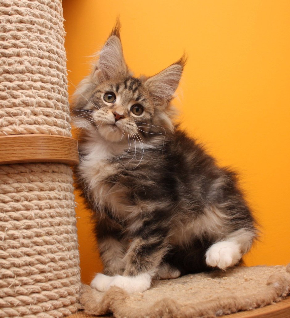 Кот Мейн кун гладкошерстный