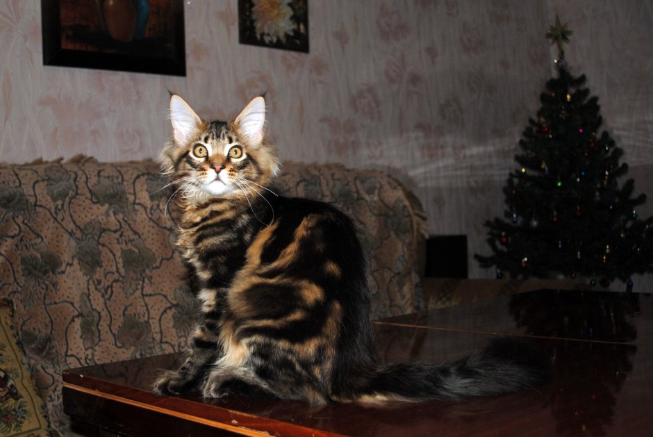 Мейн кун короткошерстный