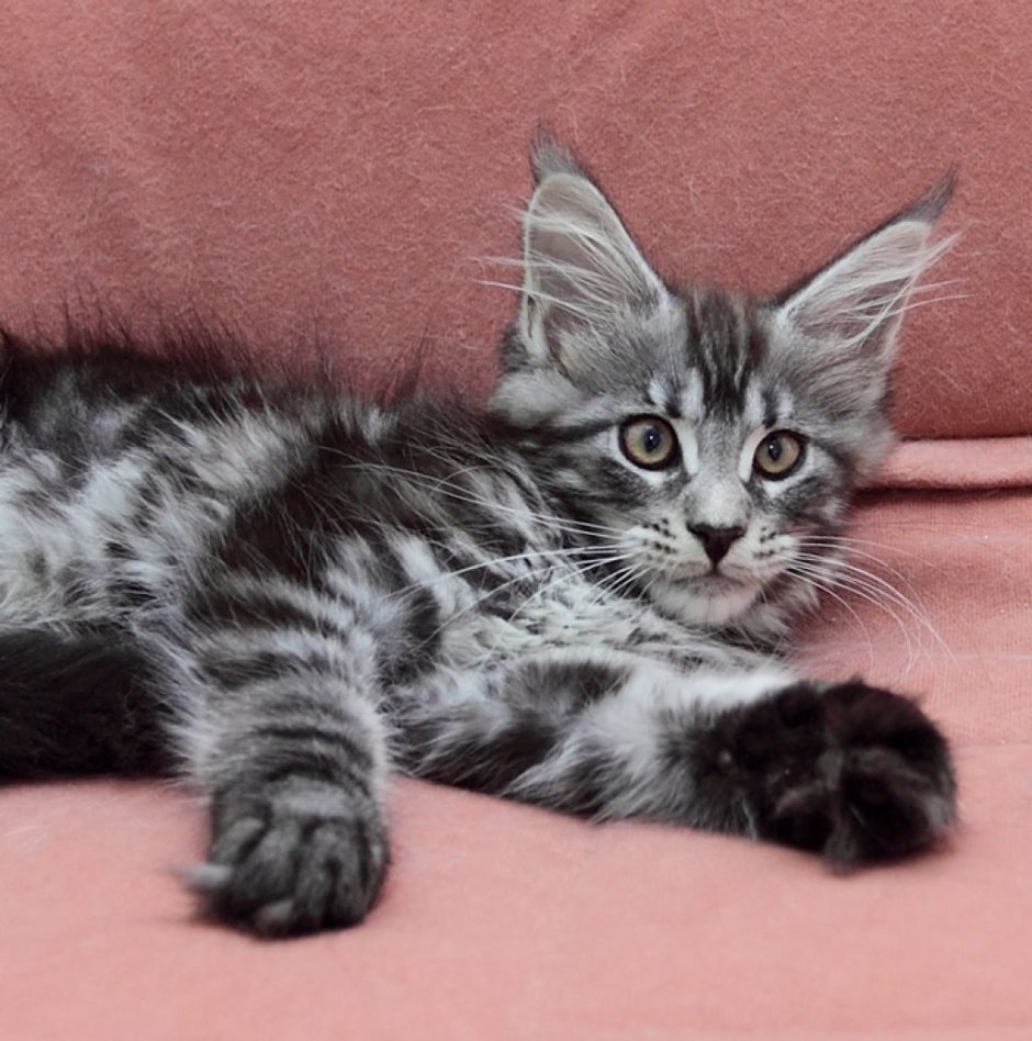 Сибирский Мейн кун