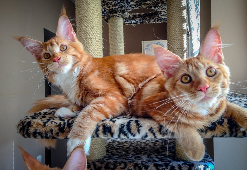 Мейн кун кошка короткошерстная