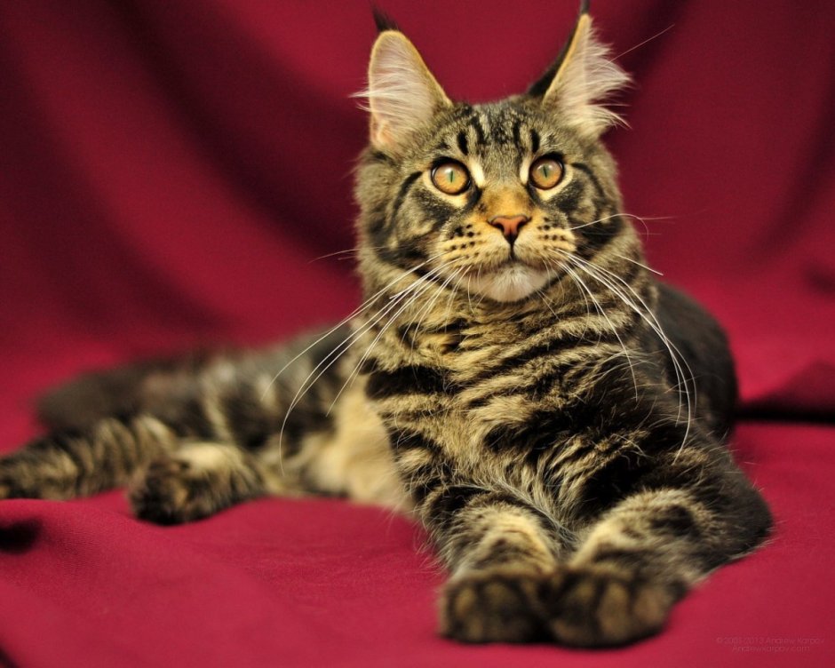 Мейн кун полосатый