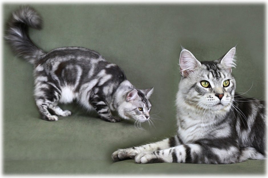 Мейн кун серебристый макрель