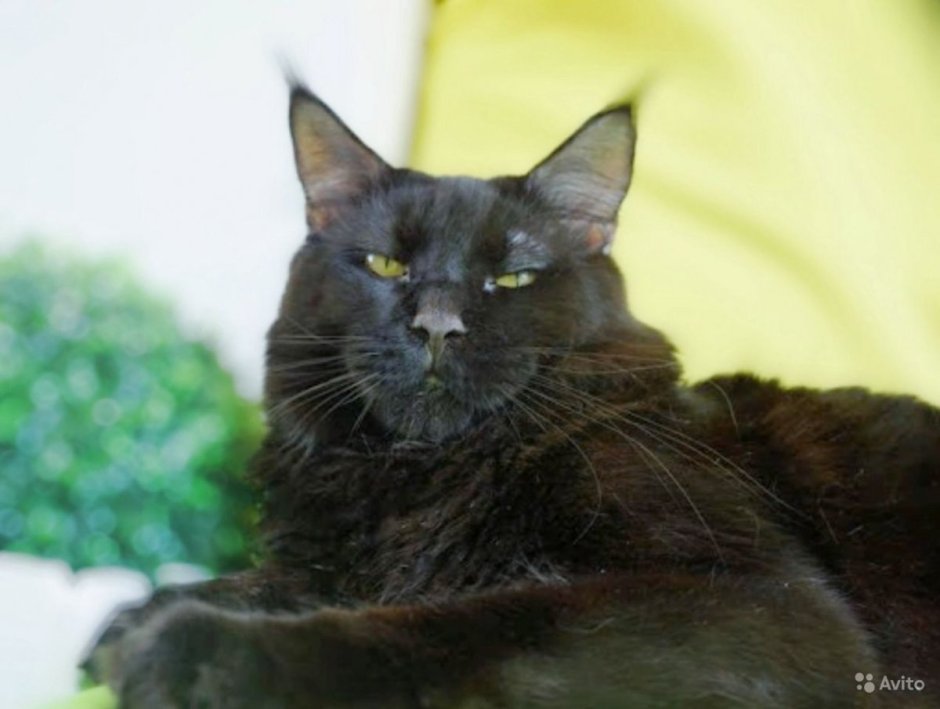 Мэйкун гладкошерстный черный