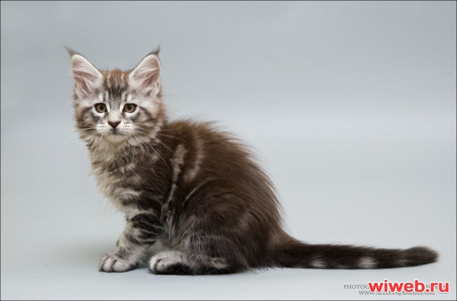 Короткошерстные Мейн куны