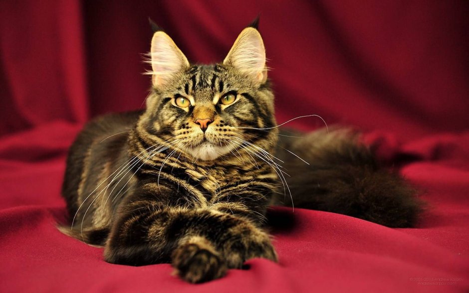 Мейн кун табби мраморный