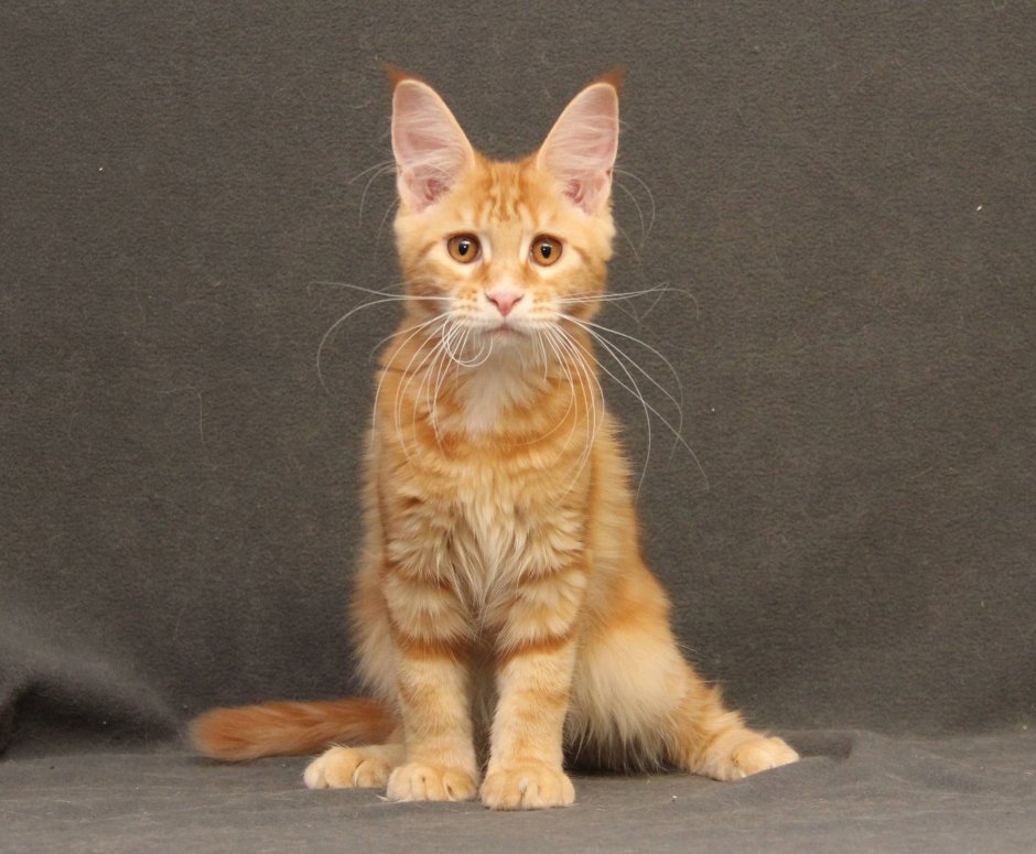 Гладкошерстный мейкун