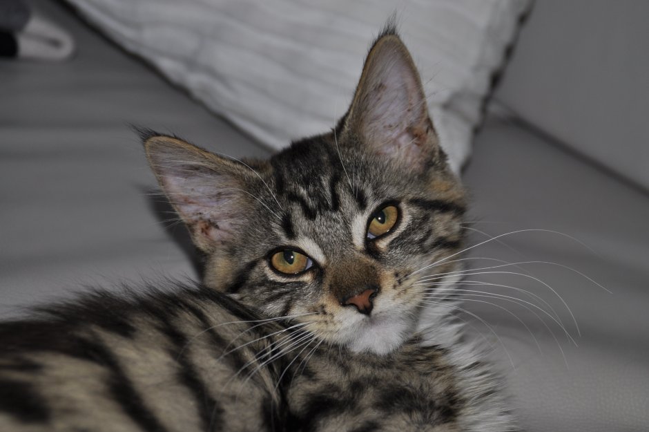 Мейн кун Браун табби