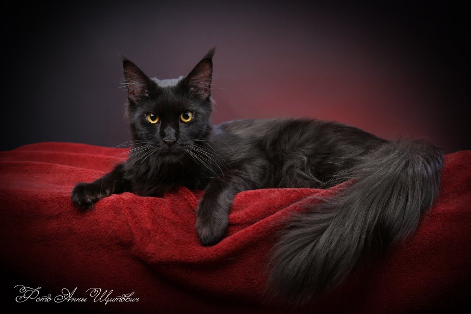 Мейн кун черный