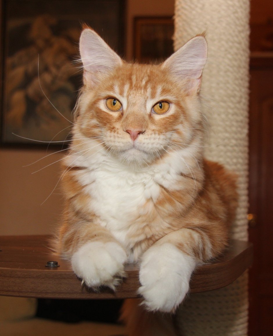 Мейн кун рыжий гладкошерстный