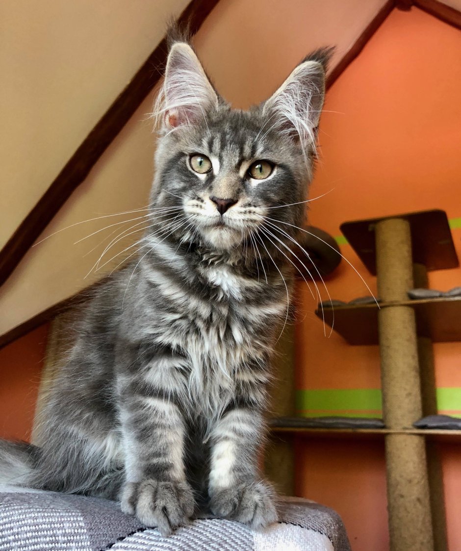 Гладкошерстный мейкун