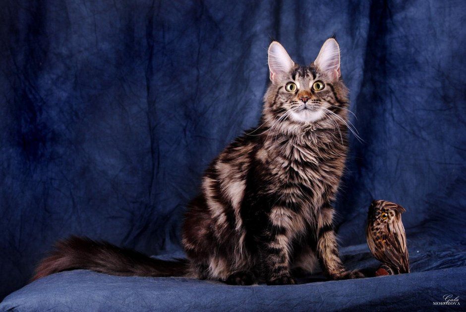 Мейн кун гладкошерстный