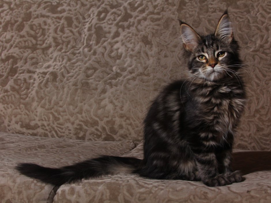 Гладкошерстный мейкун