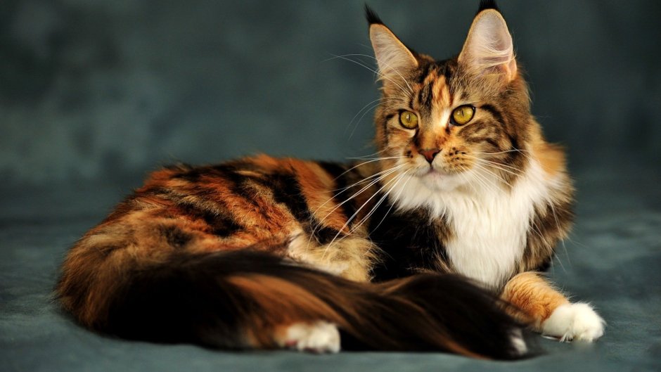 Мейн кун рыжий гладкошерстный