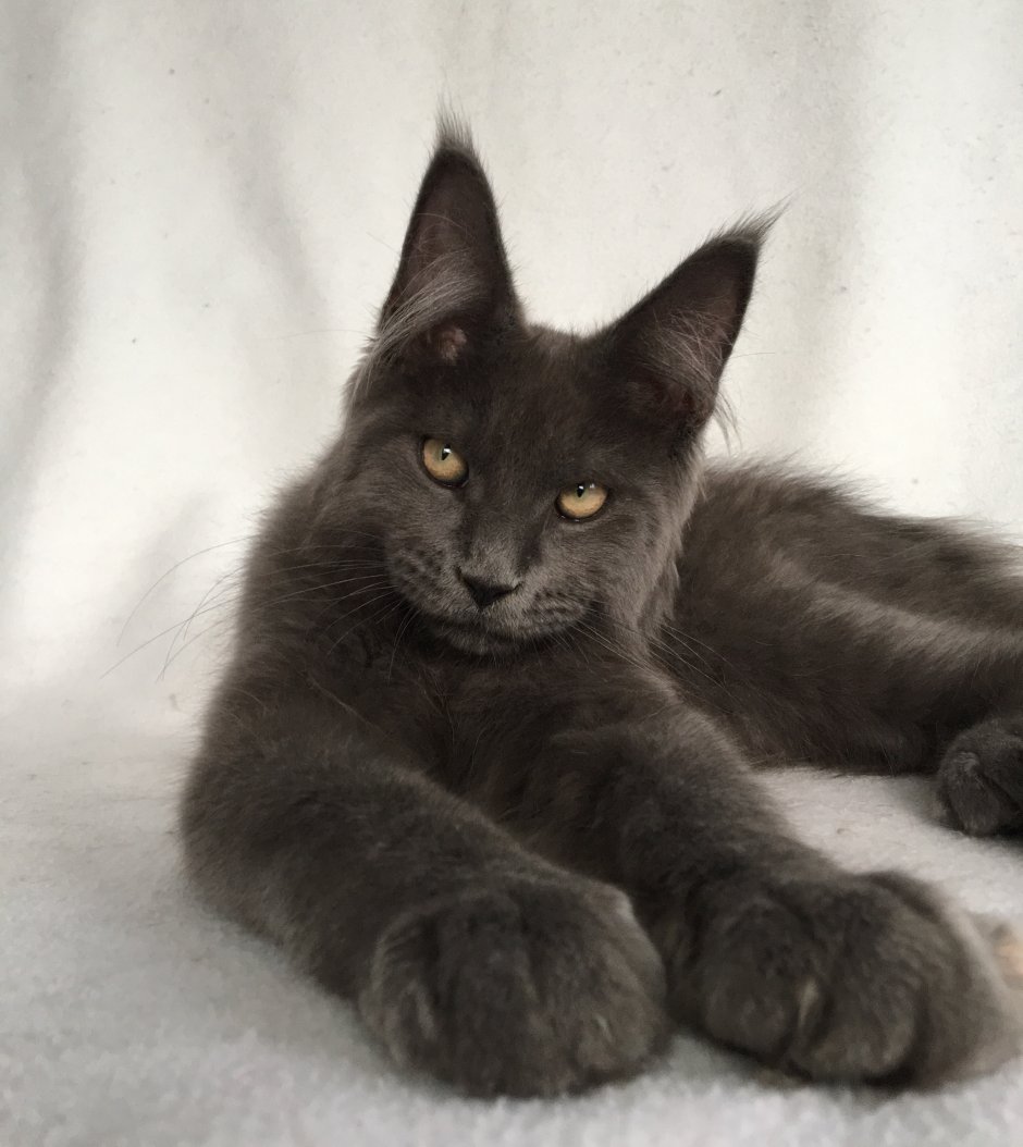 Мейн кун гладкошерстный