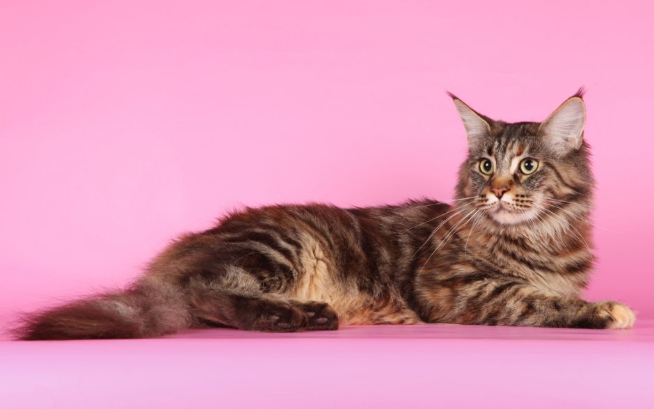 Киттен Мейн кун