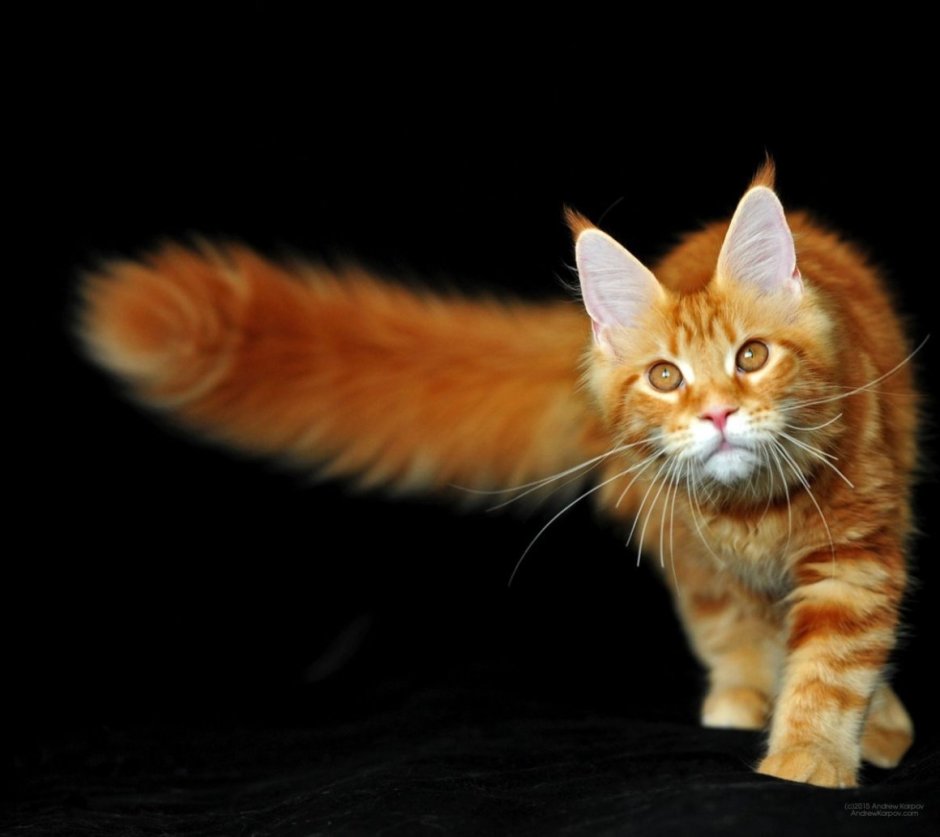 Гладкошёрстный мейнкун