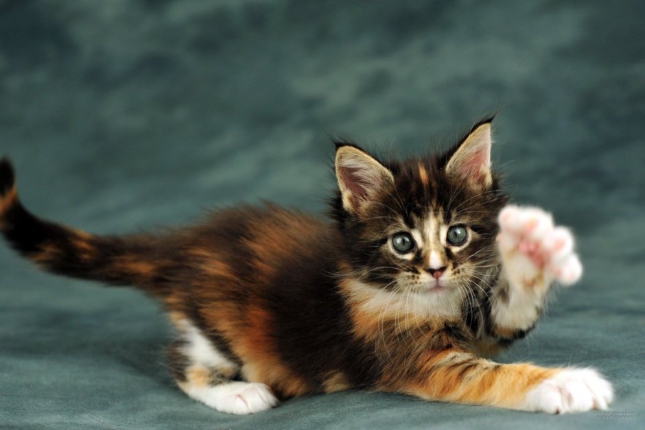 Чёрный Мейн кун котёнок короткошерстный