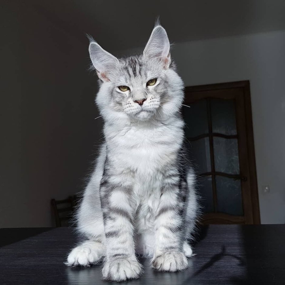 Взгляд Мейн куна