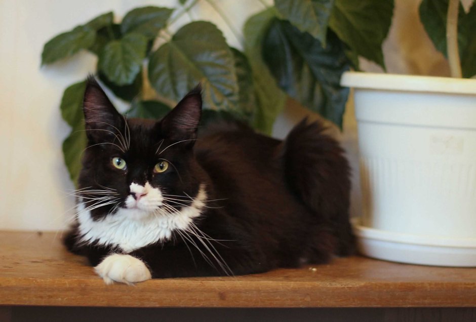 Мейн кун черный гладкошерстный