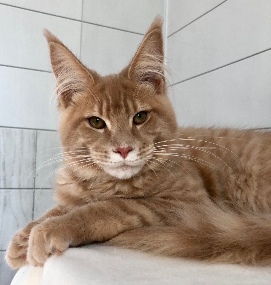 Гладкошерстные котята Мейн куна