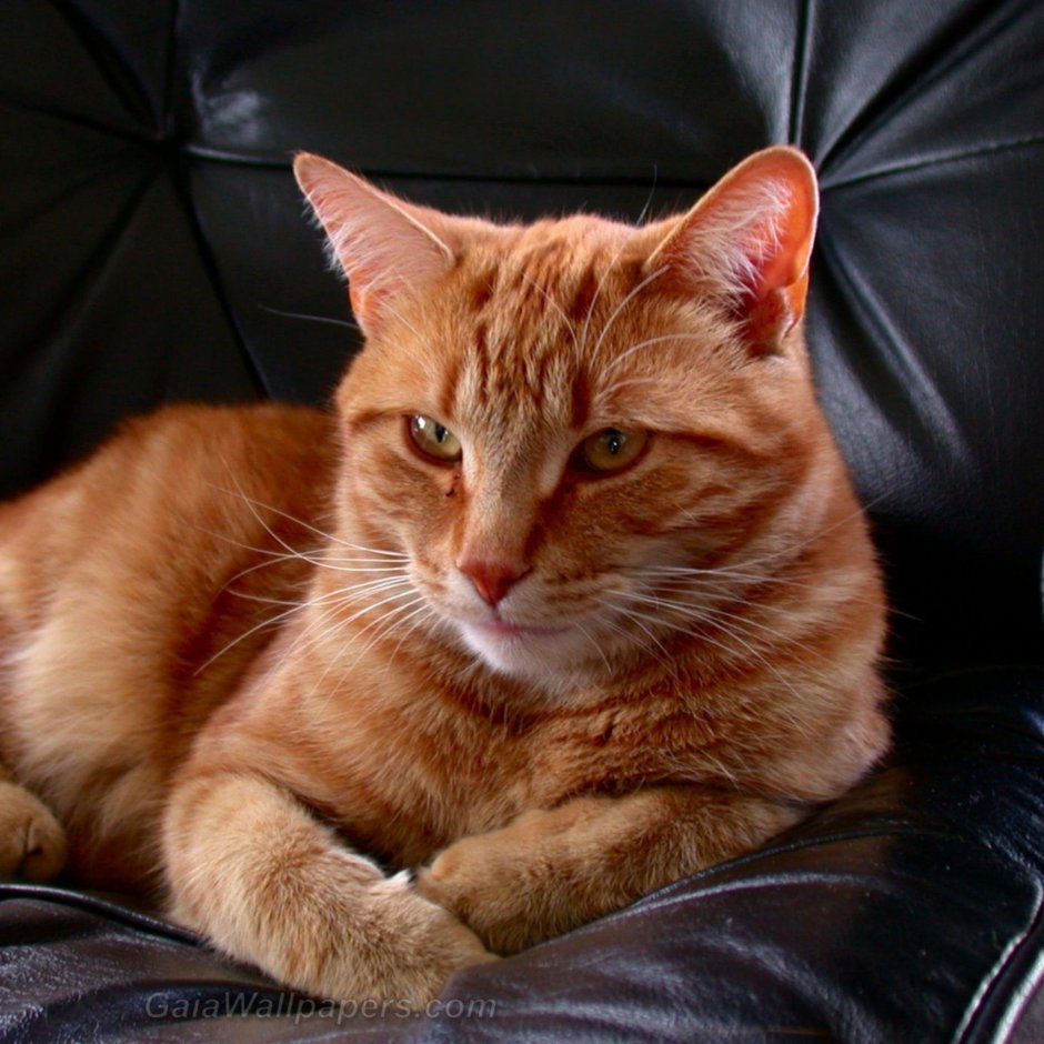 Гладкошерстный мейкун рыжий