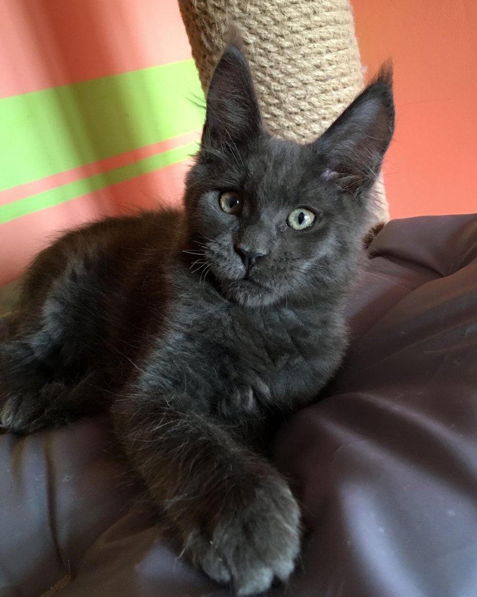 Мейн кун ns22