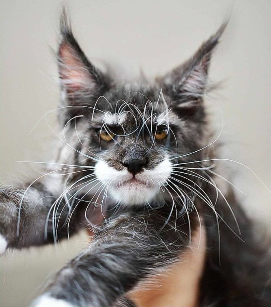 Мейн кун короткошерстный