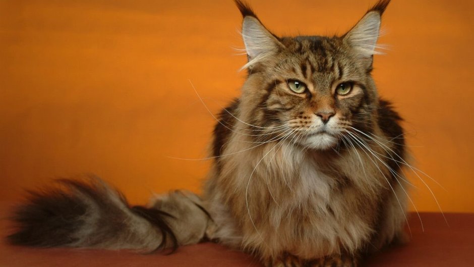 Рагамаффин (порода кошек)