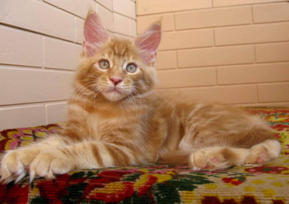 Мейн кун черный гладкошерстный