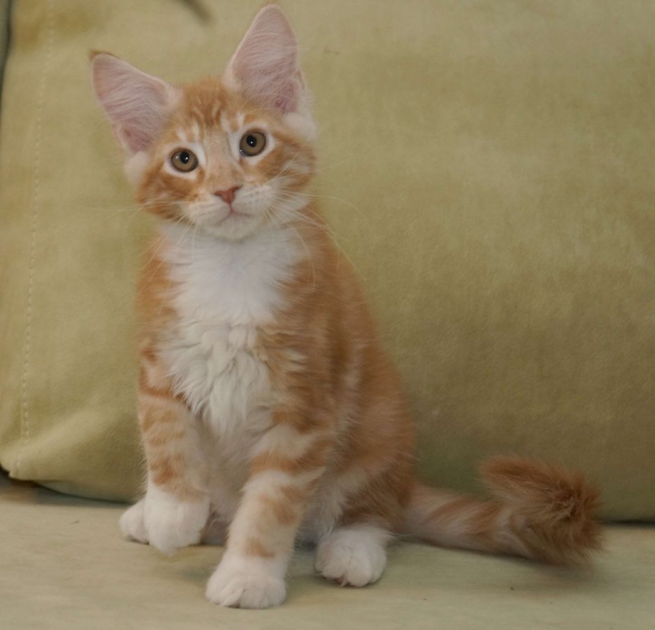 Полосатый Мейн кун-кун