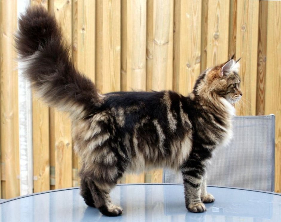 Полосатый кот Мейн кун