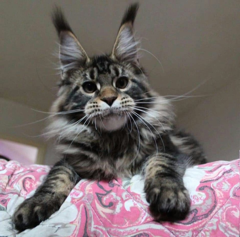 Мейн кун Браун табби